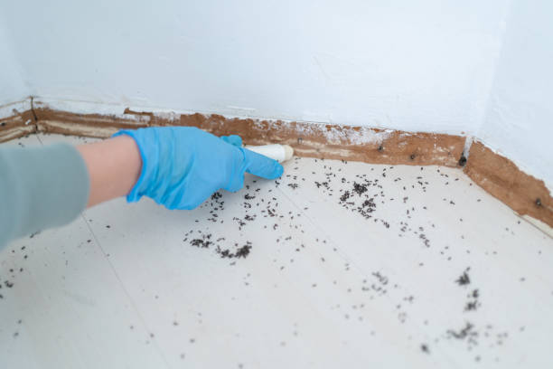 Best Rat Extermination Near Me  in Vista Center, NJ